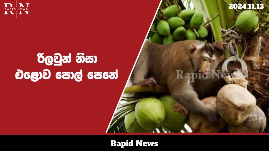 රිලා උවදුර හේතුවෙන් පොල් වගාව විනාශයට…. 1 monkey web