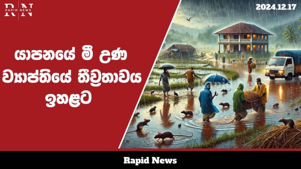 යාපනයේ මී උණ රෝගීන්ගේ සංඛ්යාව ඉතා සීඝ්රයෙන් ඉහළට…. 1 WhatsApp Image 2024 12 17 at 18.56.41